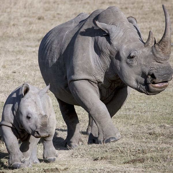 Στα καλά νέα της ημέρας, μόλις εμφανίστηκε ένα σπάνιο μωρό ρινόκερος στη ζούγκλα Ιάβας