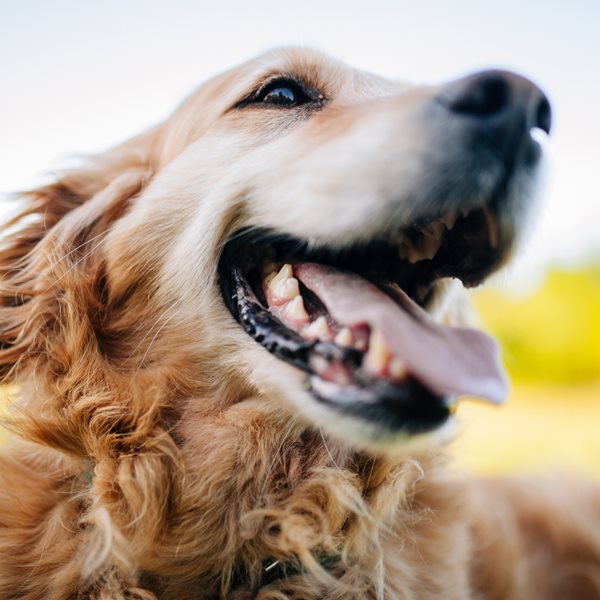 Πώς να καταλάβεις αν ο σκύλος σου είναι χαρούμενος