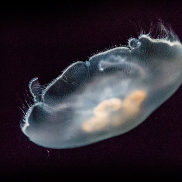 Το μυστικό της μακροζωίας μπορεί να βρίσκεται στις μέδουσες