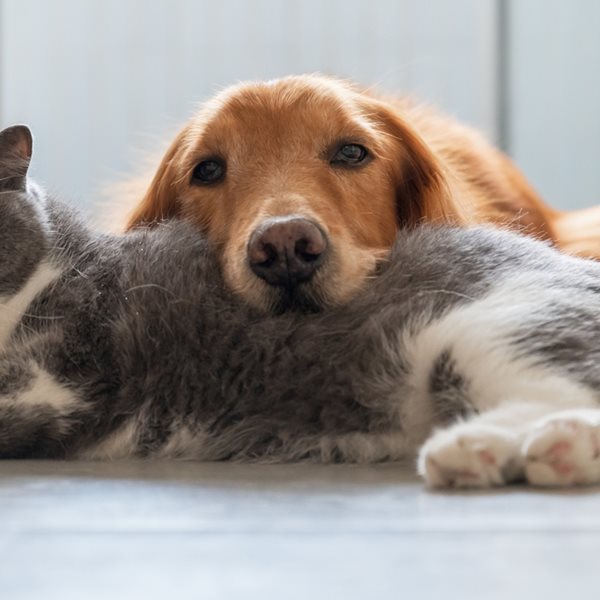 Σταματώντας τον πόλεμο ανάμεσα στον σκύλο και τη γάτα σου