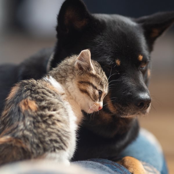 Οι αλλαγές στο νομοσχέδιο για ζώα συντροφιάς και αδέσποτα