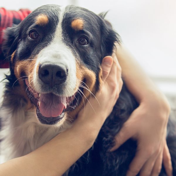 Κι όμως, οι σκύλοι περνούν εφηβεία