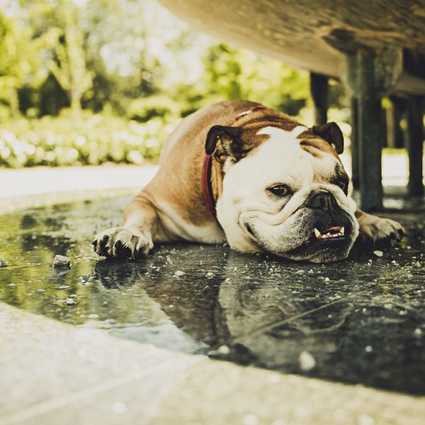 Προστατεύοντας τον σκύλο σου από τον καύσωνα