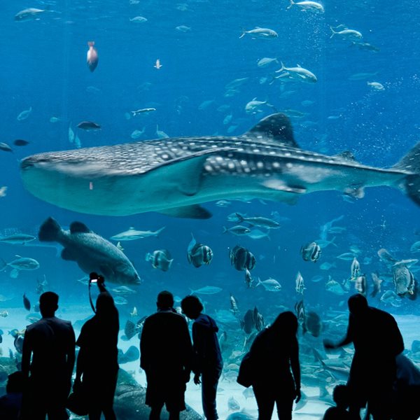 Μπήκαμε στο μεγαλύτερο ενυδρείο στις ΗΠΑ