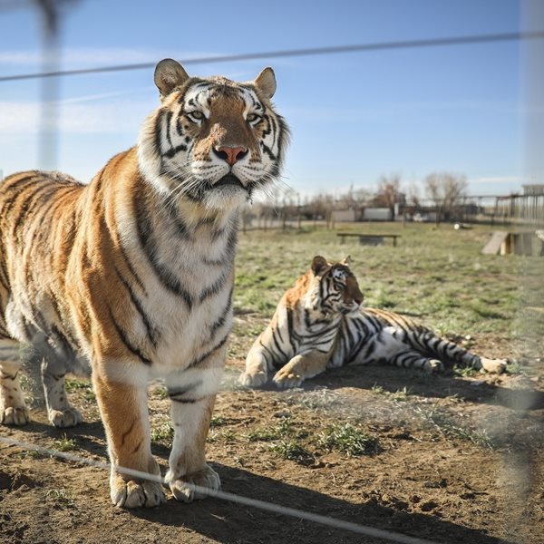 6 ενδιαφέρουσες σειρές ντοκιμαντέρ του Netflix σε ένα επικό trailer