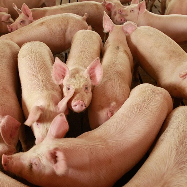 Στέλεχος της γρίπης των χοίρων μπορεί να προκαλέσει νέα πανδημία