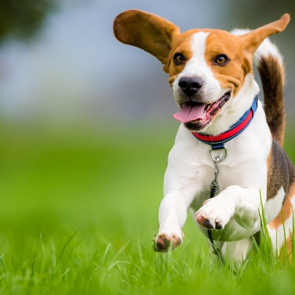 Οι πιο ανυπάκουες ράτσες σκύλων, σύμφωνα με τους ειδικούς