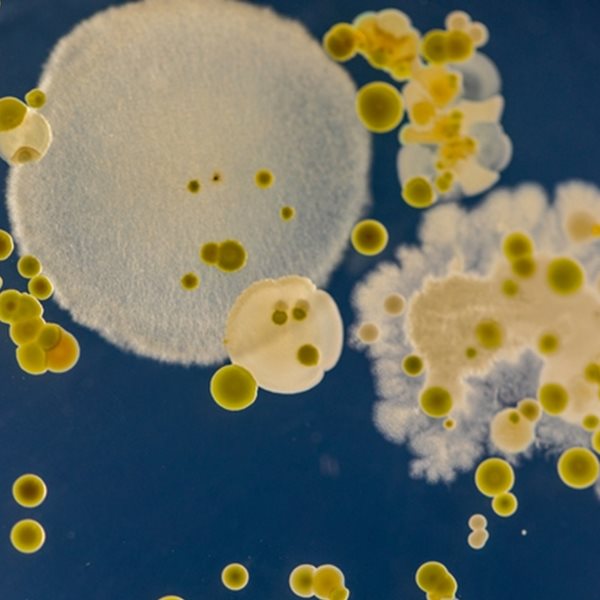 Ένας μύκητας 'σπέρνει' τον πανικό στα νοσοκομεία. Αλλά γιατί;