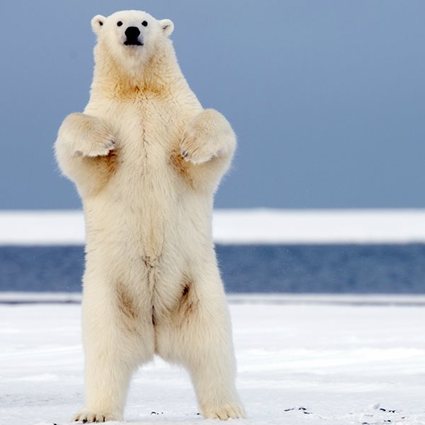 Γιατί οι πολικές αρκούδες κατέβηκαν στη βόρεια ρωσική επαρχία