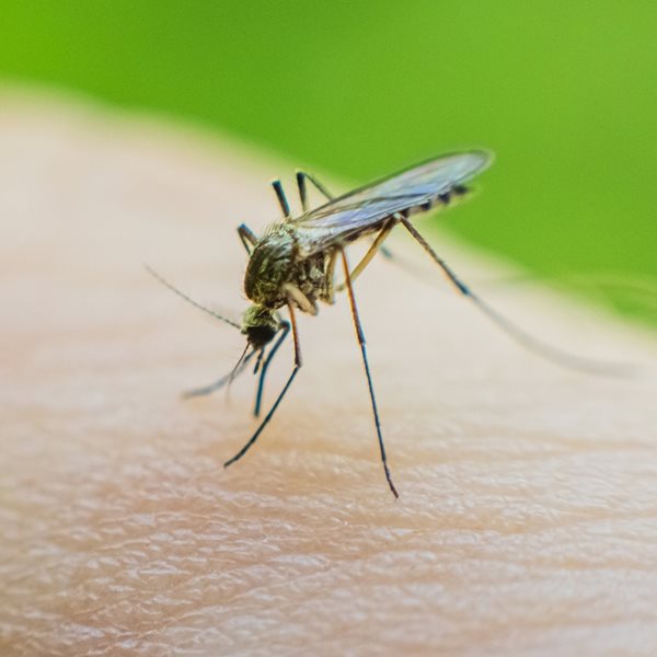 Τα πιο επικίνδυνα ζώα του κόσμου που μπορεί να συναντήσεις στις διακοπές σου