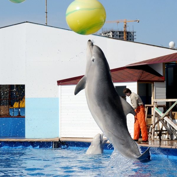 Ειδικά εκπαιδευμένα δελφίνια στον πόλεμο της Ουκρανίας