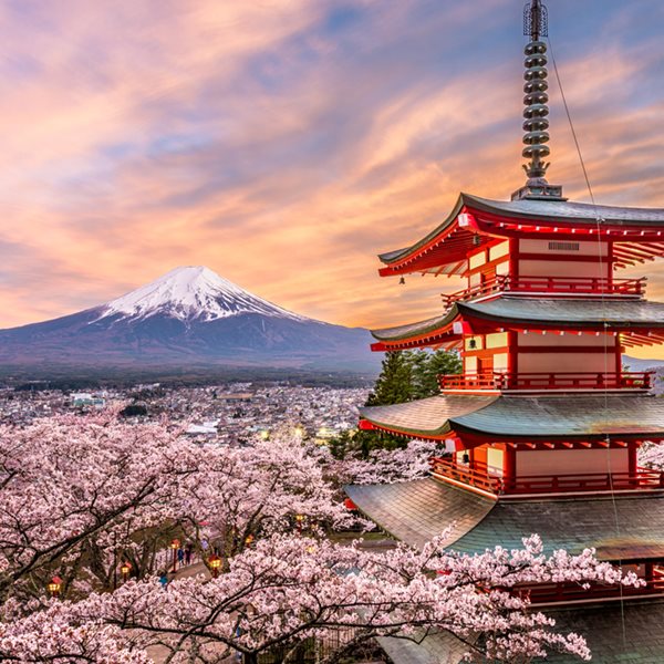 Το παράδοξο με τις κερασιές στην Ιαπωνία