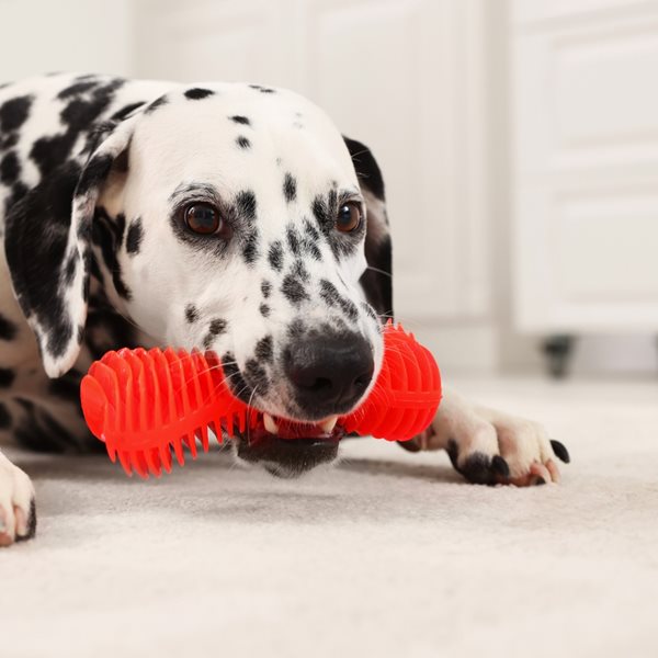 Πώς να μάθεις στον σκύλο σου να μη δαγκώνει, σύμφωνα με το Harvard