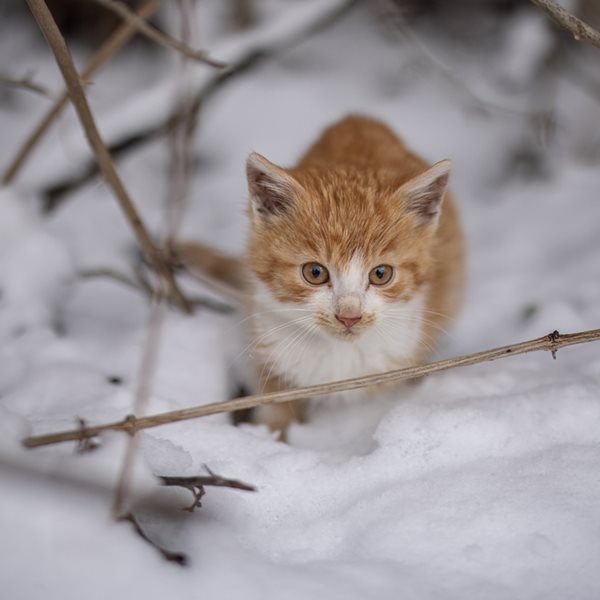 Πώς μπορείς να βοηθήσεις τα αδέσποτα στην κακοκαιρία