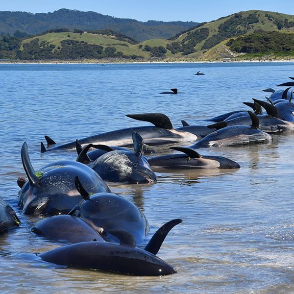380 φάλαινες παγιδεύτηκαν στα ρηχά και πέθαναν στην Αυστραλία