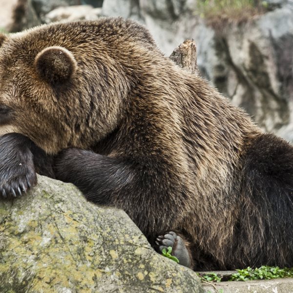 Πώς η χειμερία νάρκη των ζώων διδάσκει μακροζωία στους ανθρώπους