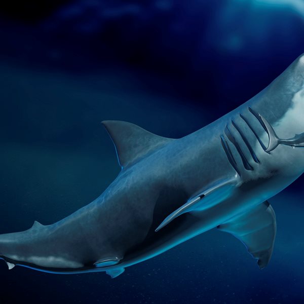 Ο Μεγαλόδοντας ήταν πολύ μεγαλύτερος από όσο πιστεύαμε