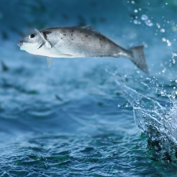 Νορβηγός δημοσιογράφος έφαγε 'χαστούκι' από ιπτάμενο ψάρι σε ζωντανή μετάδοση