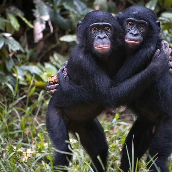 Αυτό το είδος πιθήκων επικοινωνεί όπως οι άνθρωποι