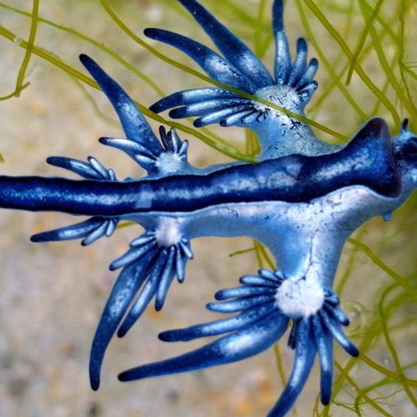 Τι είναι οι "μπλε δράκοι" που σκορπούν τον τρόμο στις παραλίες της Ισπανίας;