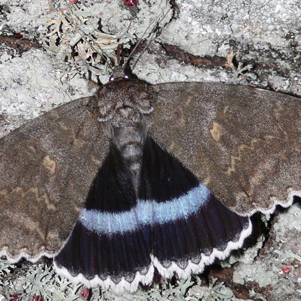 Στο Τσερνόμπιλ ανακάλυψαν πεταλούδα σε μέγεθος πουλιού