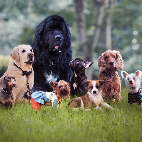 Αυτή είναι η πιο έξυπνη ράτσα σκύλου