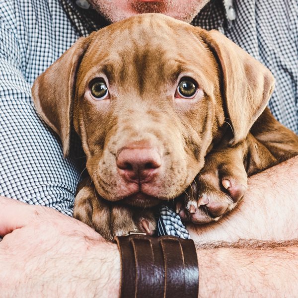 Κι όμως, οι αγκαλιές δεν αρέσουν στον σκύλο σου