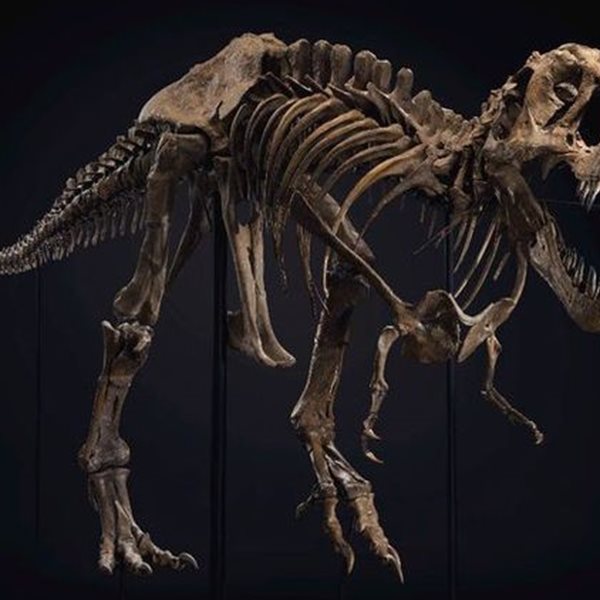 Ένας Τυραννόσαυρος βγαίνει στο σφυρί