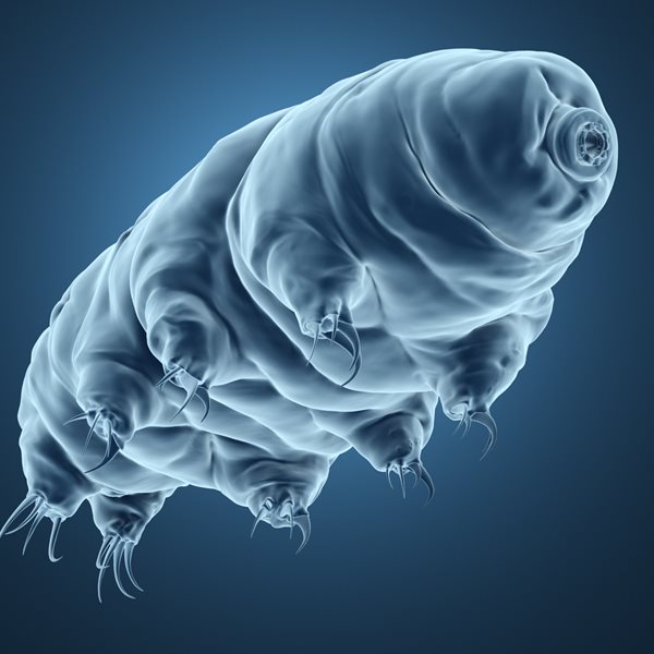 Ενα μόνο ζώο θα επιζήσει ακόμα και στο τέλος του κόσμου