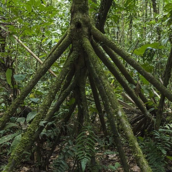 Δηλαδή αυτός ο φοίνικας μπορεί να περπατήσει;