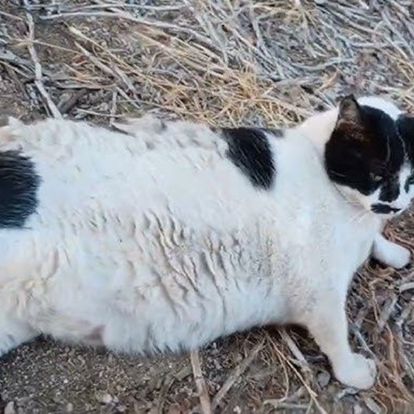 Chonkus Maximus: Ο διάσημος γάτος της Κρήτης έχει αποκτήσει status Pokémon