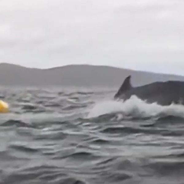 Φάλαινα κατάπιε άνθρωπο σε καγιάκ και το έχουμε σε βίντεο