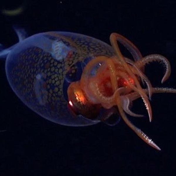 Το κολοσσιαίο καλαμάρι τελικά δεν είναι μύθος-Δείτε βίντεο