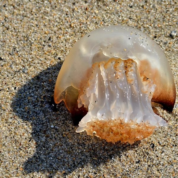 Τσιμπήματα στις διακοπές: Πώς να τα αντιμετωπίσεις