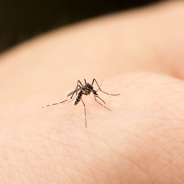 Οι 2 μοναδικοί τρόποι για να απαλλαγείς απ' τα κουνούπια