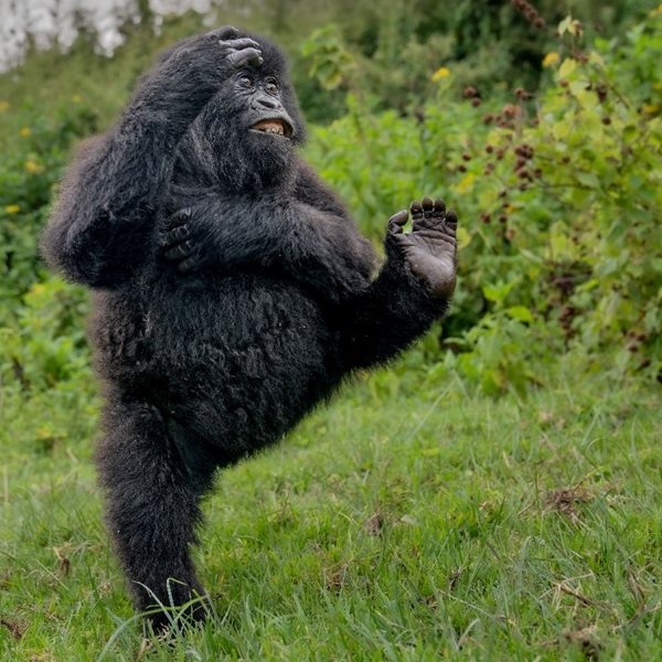 Ανακοινώθηκαν οι νικητές των Βραβείων Nikon Comedy Wildlife Awards 2025