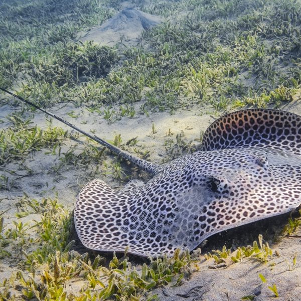 Σαλάχι έμεινε έγκυος χωρίς επαφή με αρσενικό
