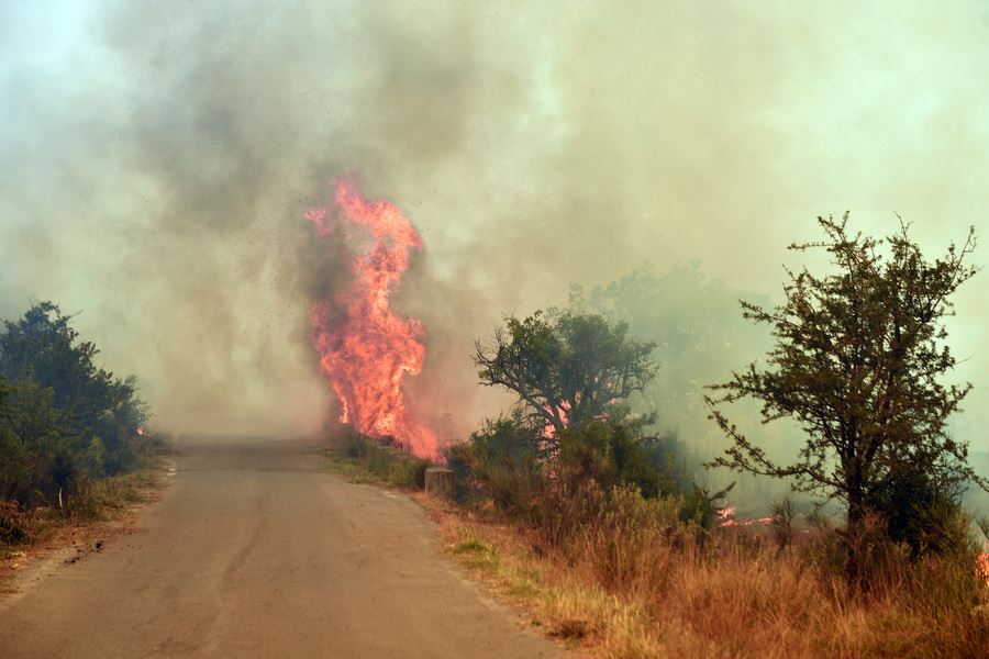 Πώς μπορείς να βοηθήσεις πυρόπληκτους ανθρώπους και ζώα