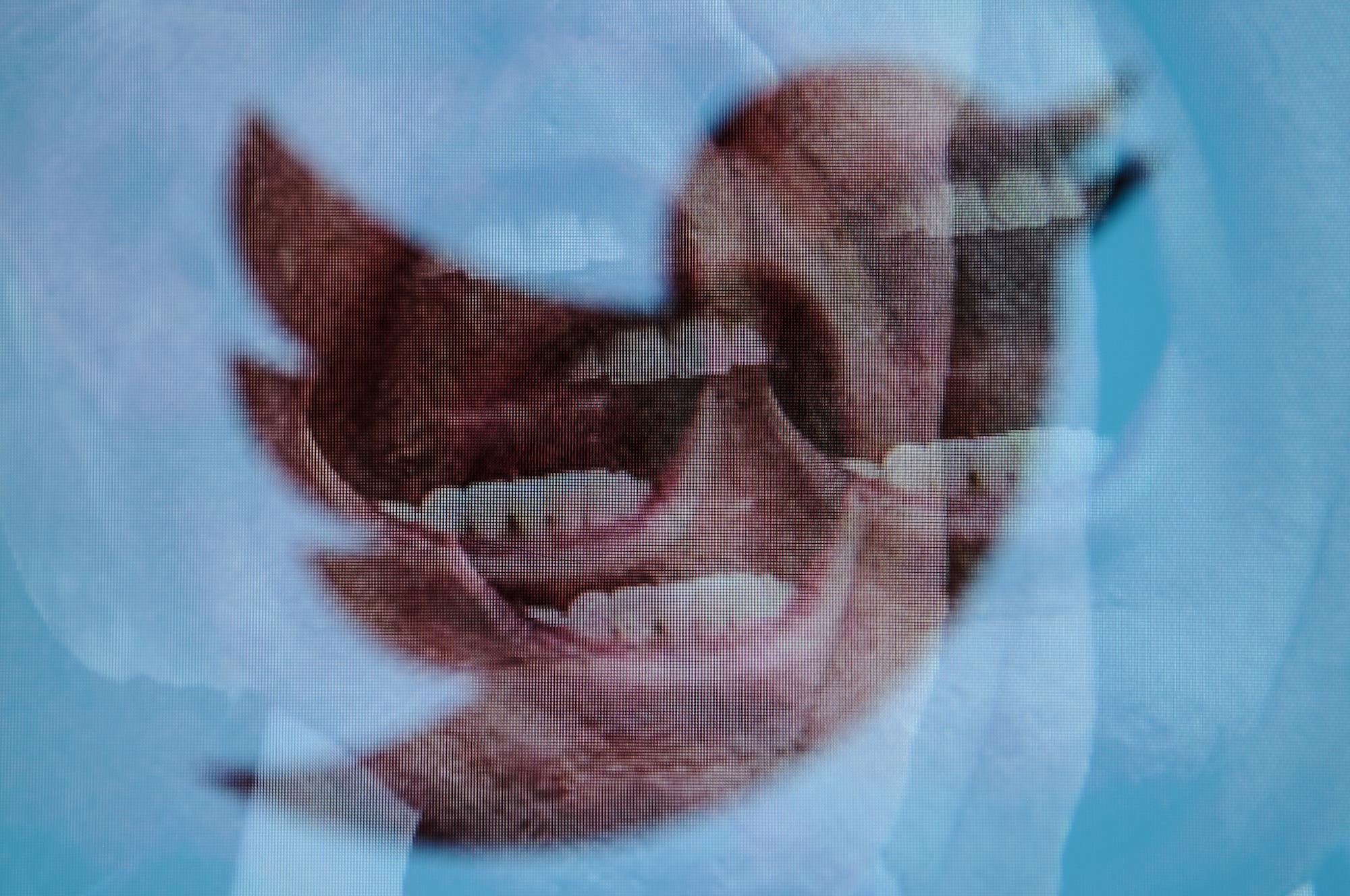 Το Twitter ανέστειλε ψεύτικους λογαριασμούς υποστηρικτών του Donald Trump