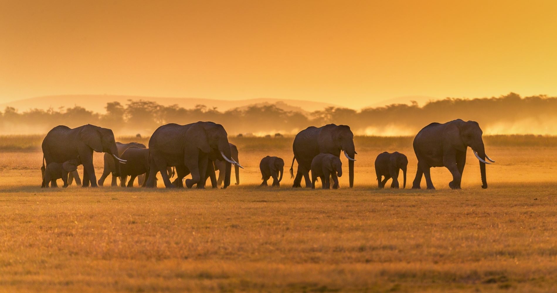 Από ό,τι φαίνεται, καταφέραμε να κάνουμε και τους ελέφαντες είδος υπό εξαφάνιση