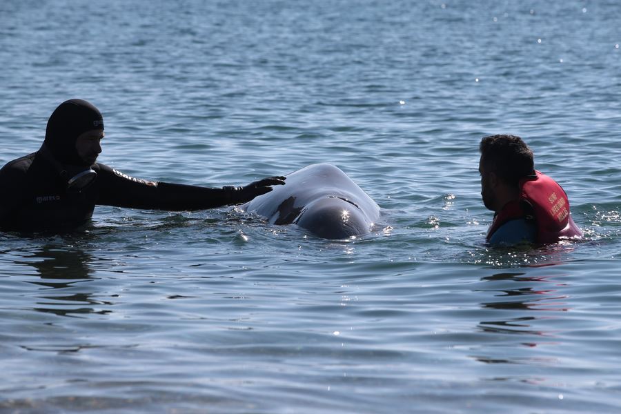 Όσα γνωρίζουμε για το ζιφιό, το σπάνιο είδος φάλαινας που εντοπίστηκε στον Άλιμο