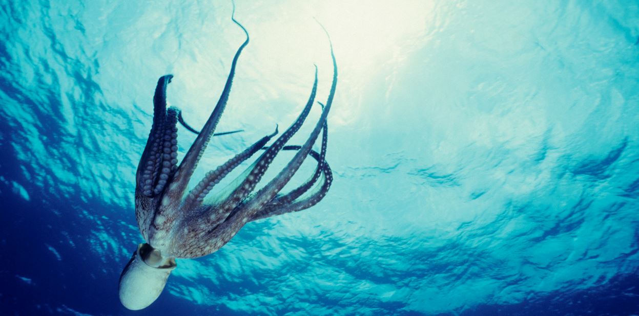 Ένα πρωτότυπο debate για τα χταπόδια