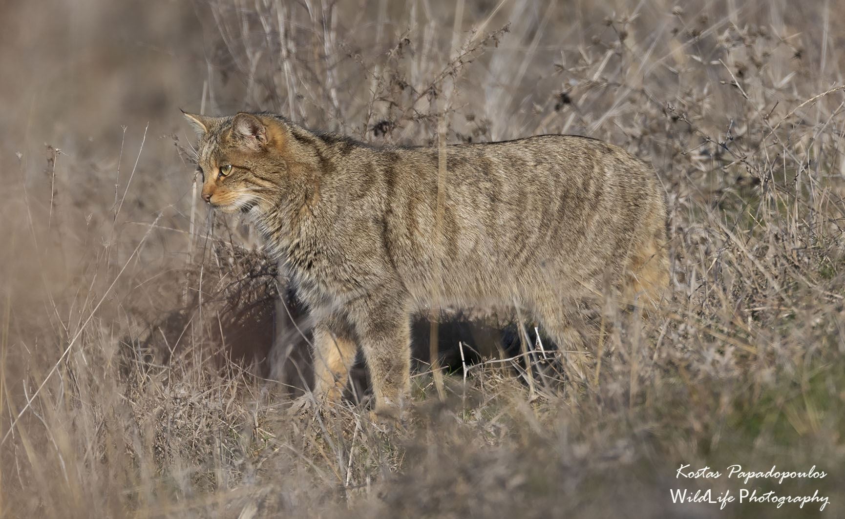 Σπάνια αγριόγατα εμφανίστηκε στην λίμνη Κερκίνη (εικόνες)
