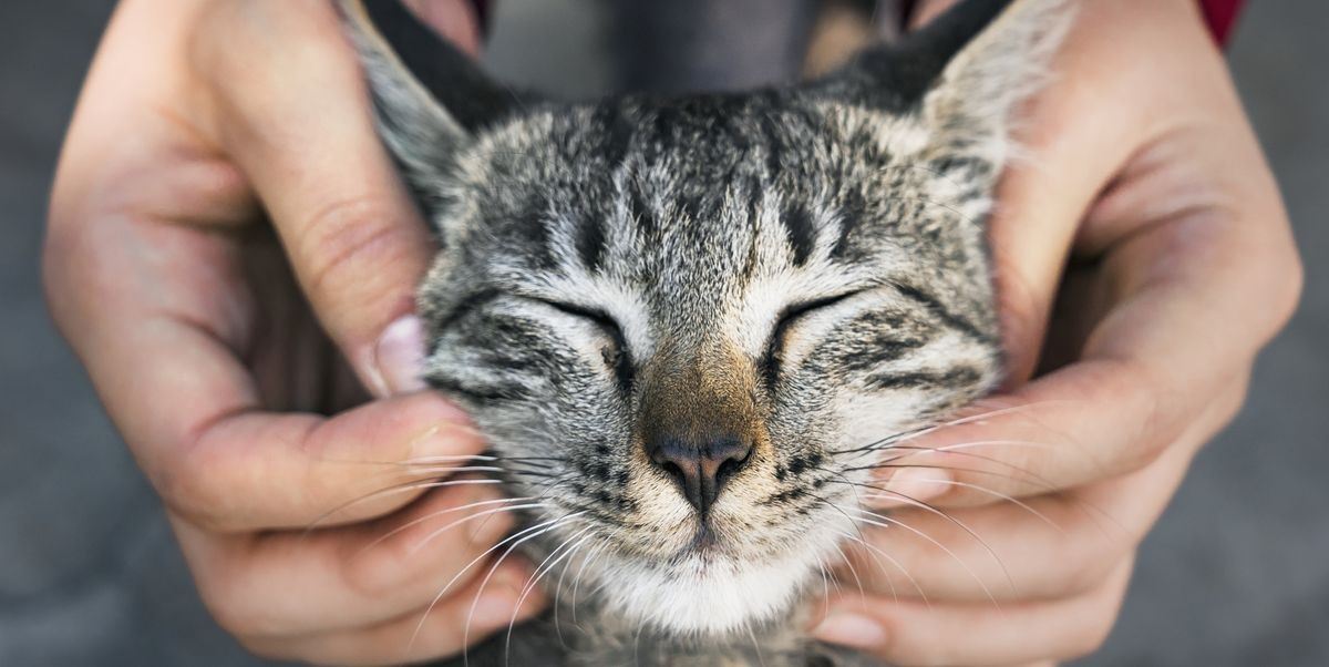 Ο εγκέφαλος της γάτας μικραίνει, οι επιστήμονες ανησυχούν
