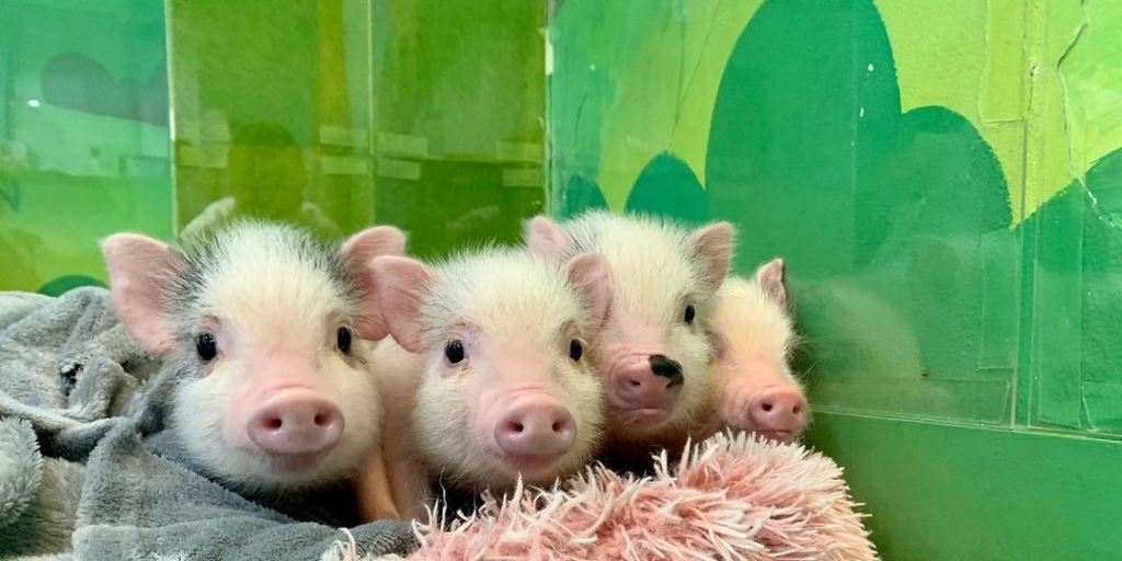 Στην Ιαπωνία υπάρχουν μπαρ γεμάτα γουρουνάκια