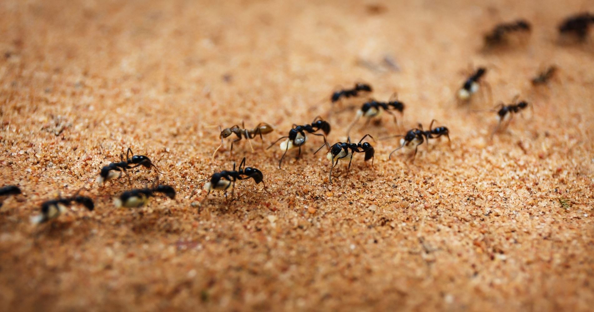 Μυρμήγκια κάνουν σεξ, Γερμανοί μένουν χωρίς ίντερνετ