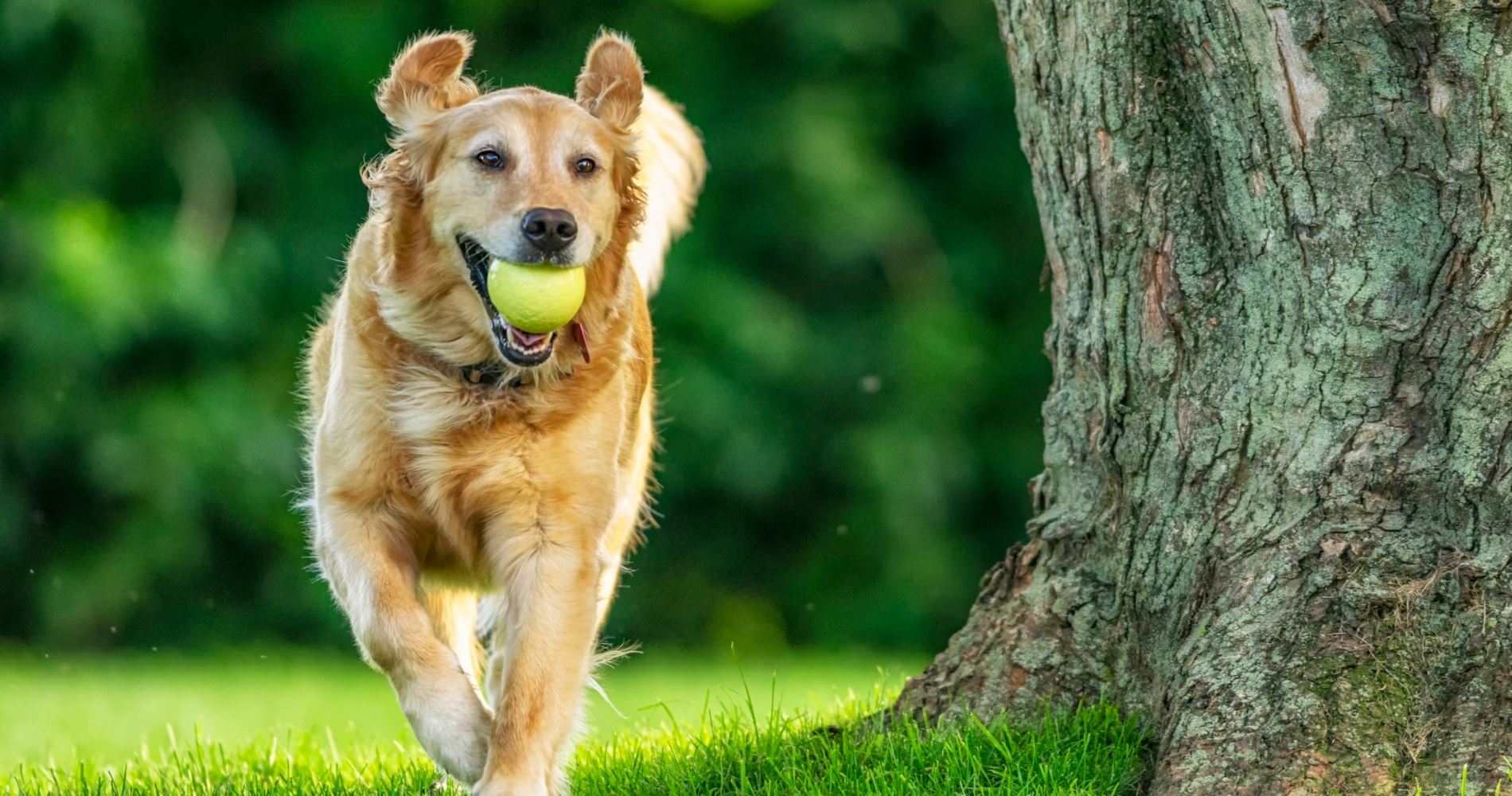 10 έξυπνοι τρόποι για να μειώσεις τα έξοδα του σκύλου σου