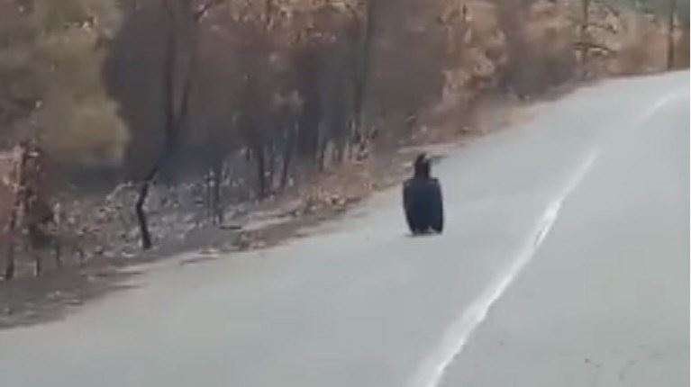 Οι σπάνιοι μαυρόγυπες αναζητούν το σπίτι τους στα καμμένα του Έβρου