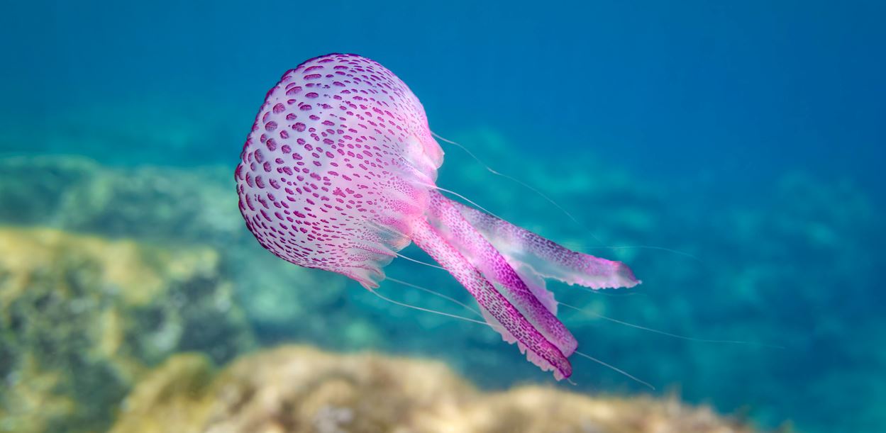 Όλα όσα πρέπει να γνωρίζεις για τις μωβ μέδουσες