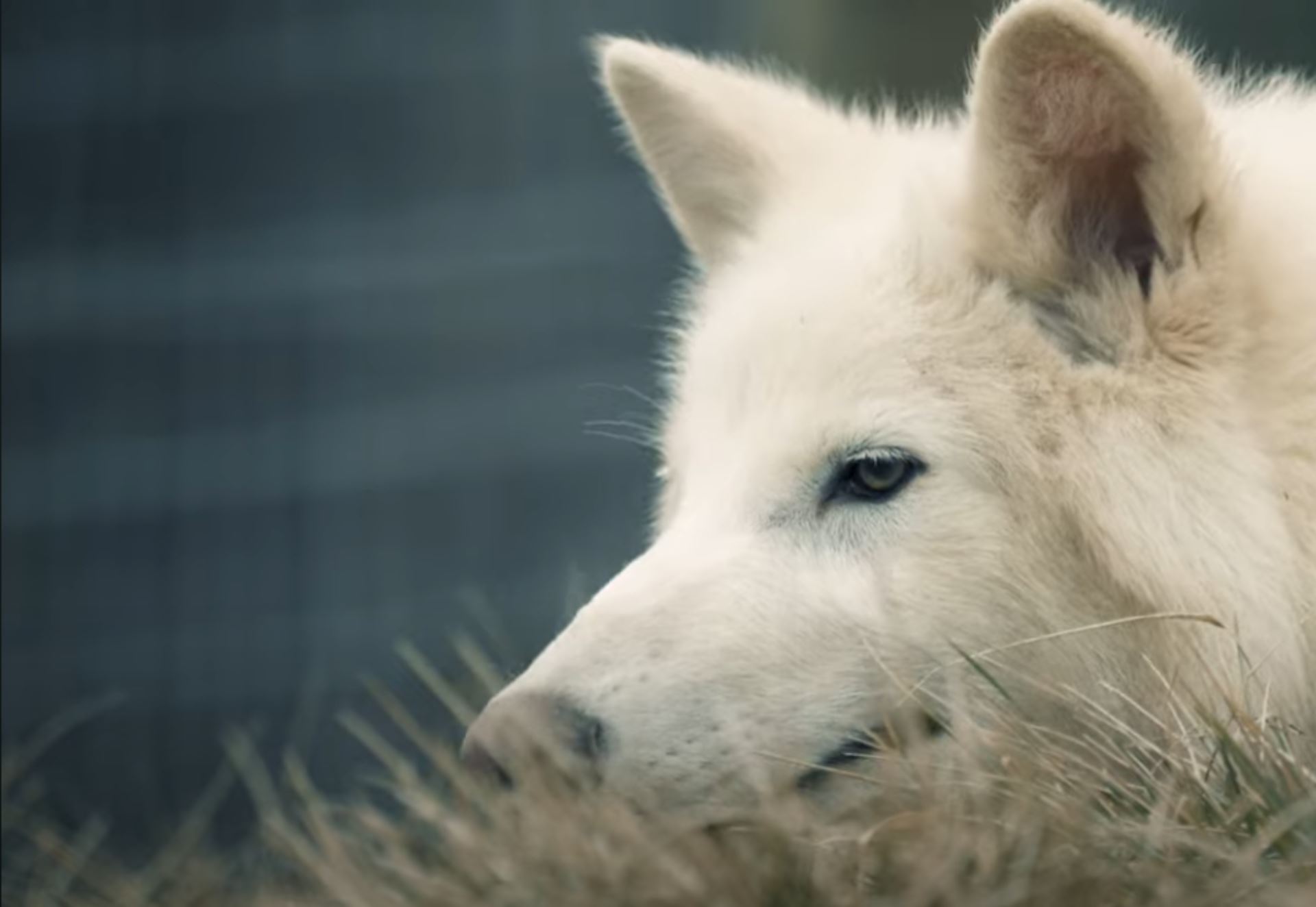 Ανταρόλυκος: Μήπως η επιστροφή του δεν είναι και τόσο επιστροφή;